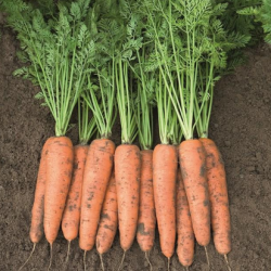 Marchew Belgrado  F1 100 tyś. nasion precyzja  st